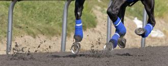 Zenyatta's feet (DRF Weekend)