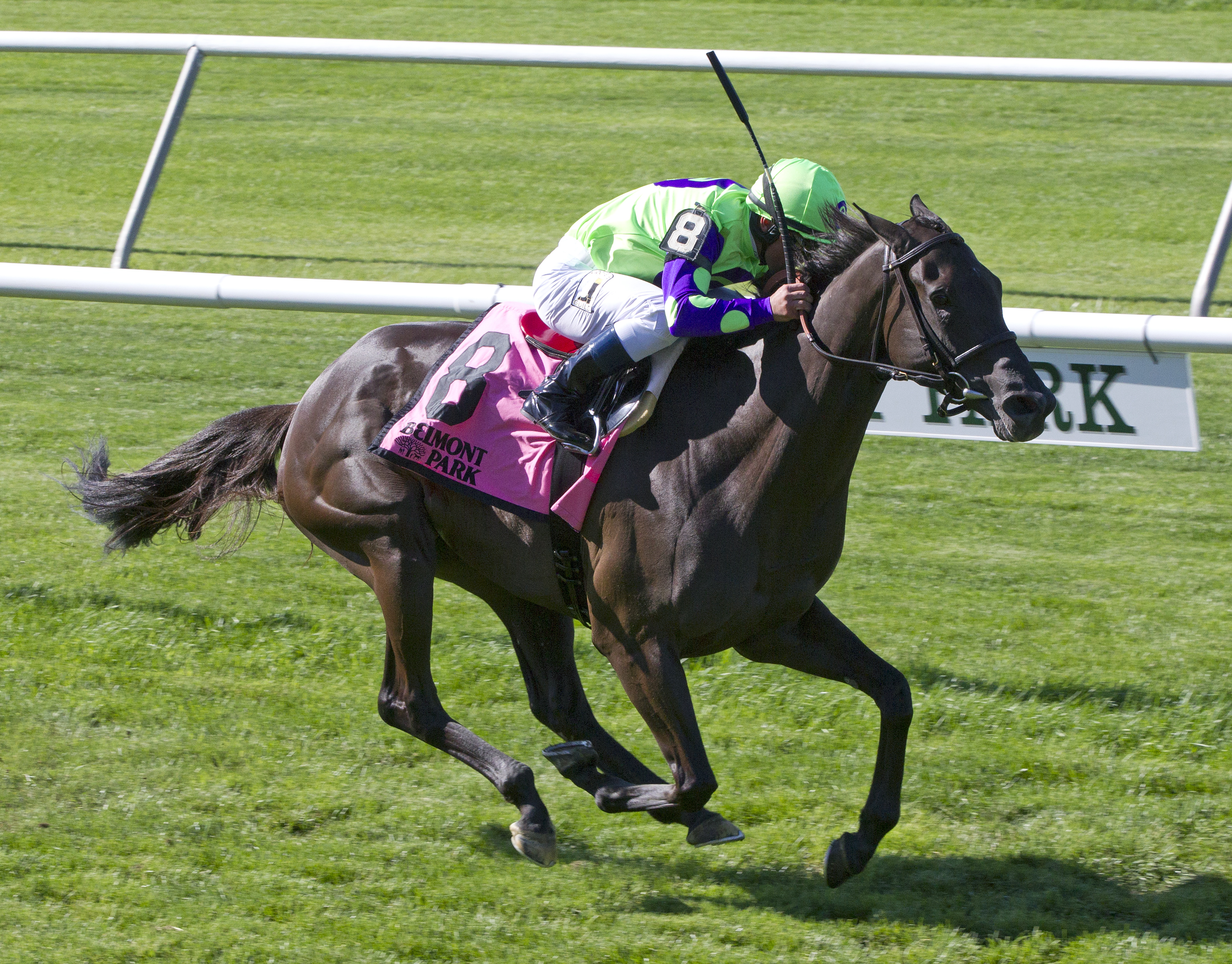 Zindaya wins the Intercontinental Stakes