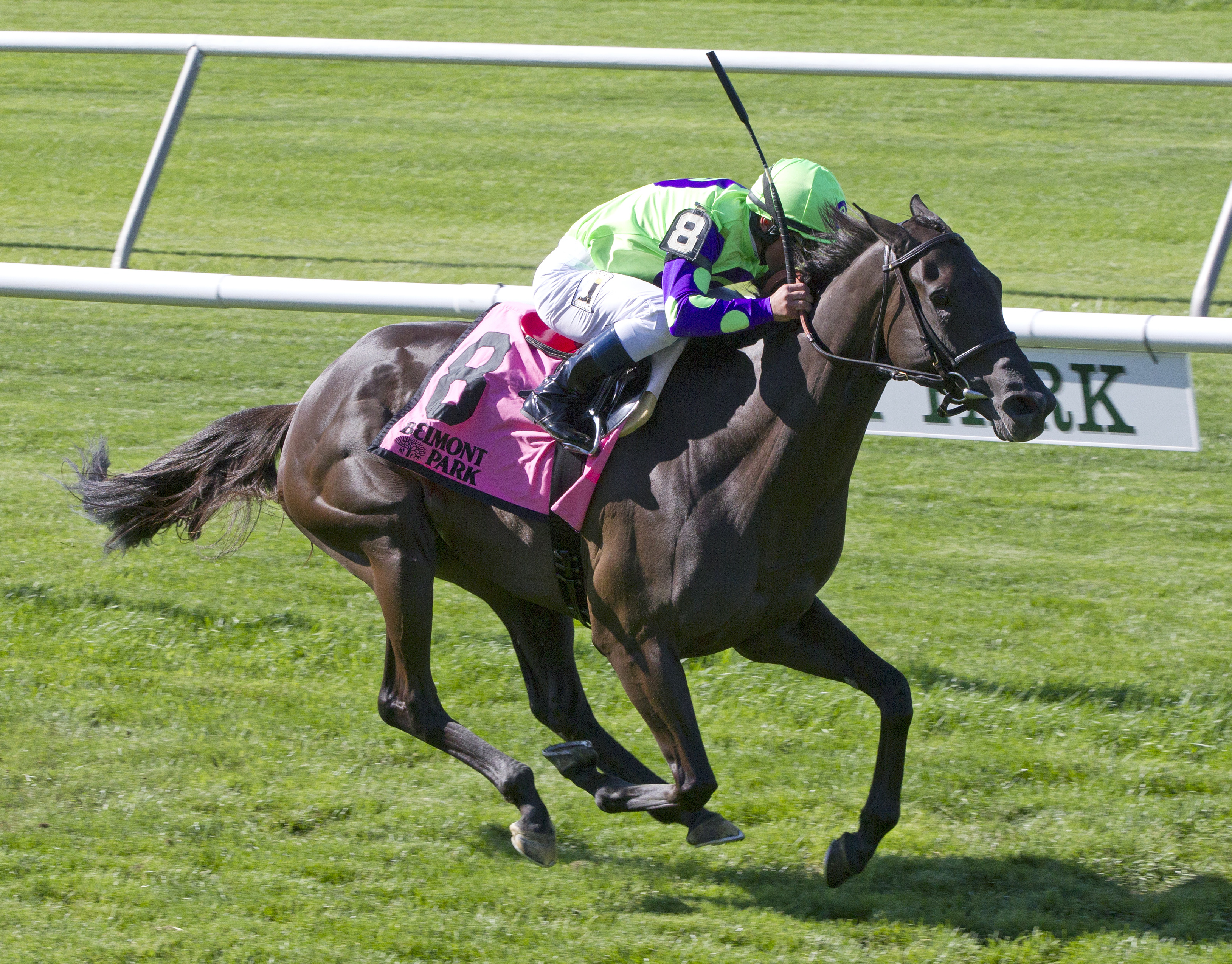 Zindaya wins the Intercontinental Stakes