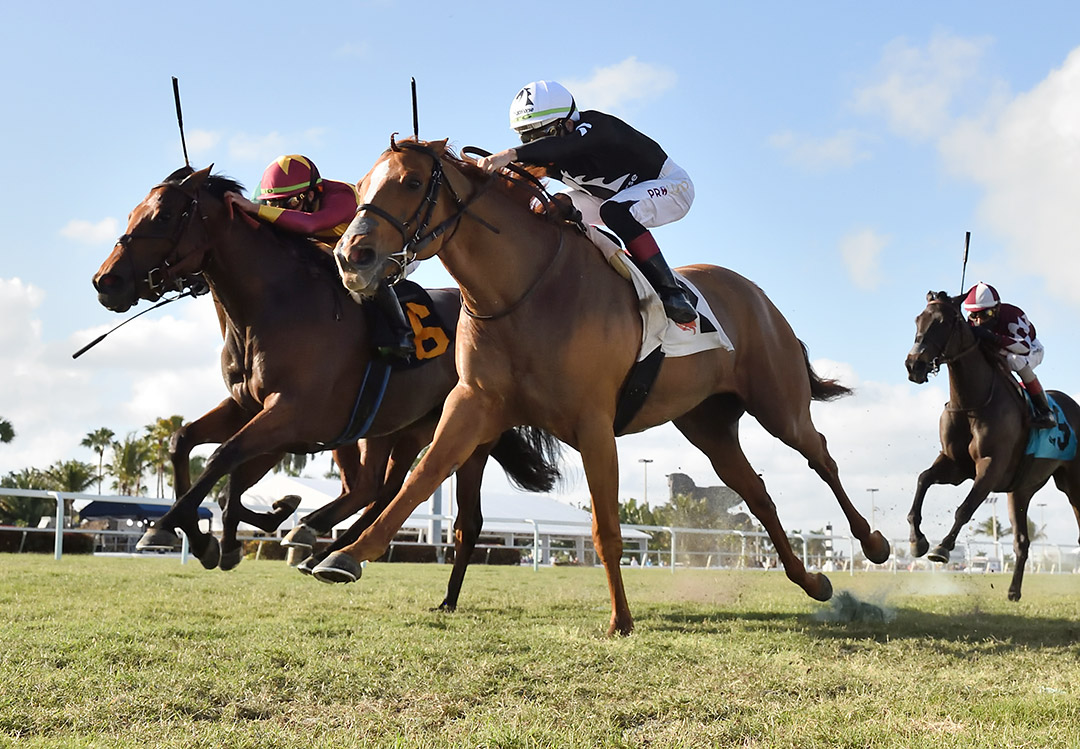Zofelle (left) finishes second to Got Stormy in the 2021 Honey Fox Stakes at Gulfstream