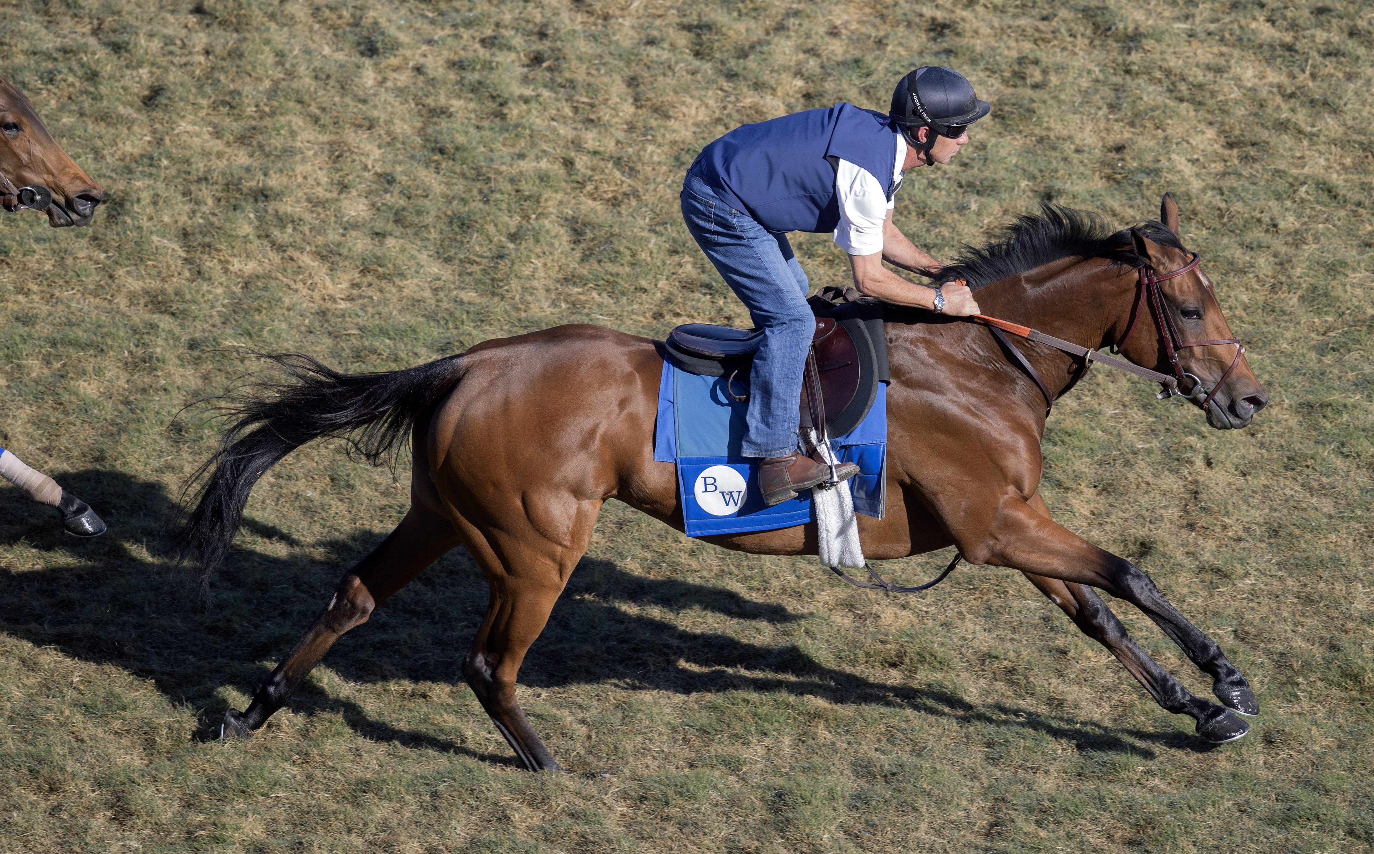 Zofelle trains for Matriarch 11-21-2021