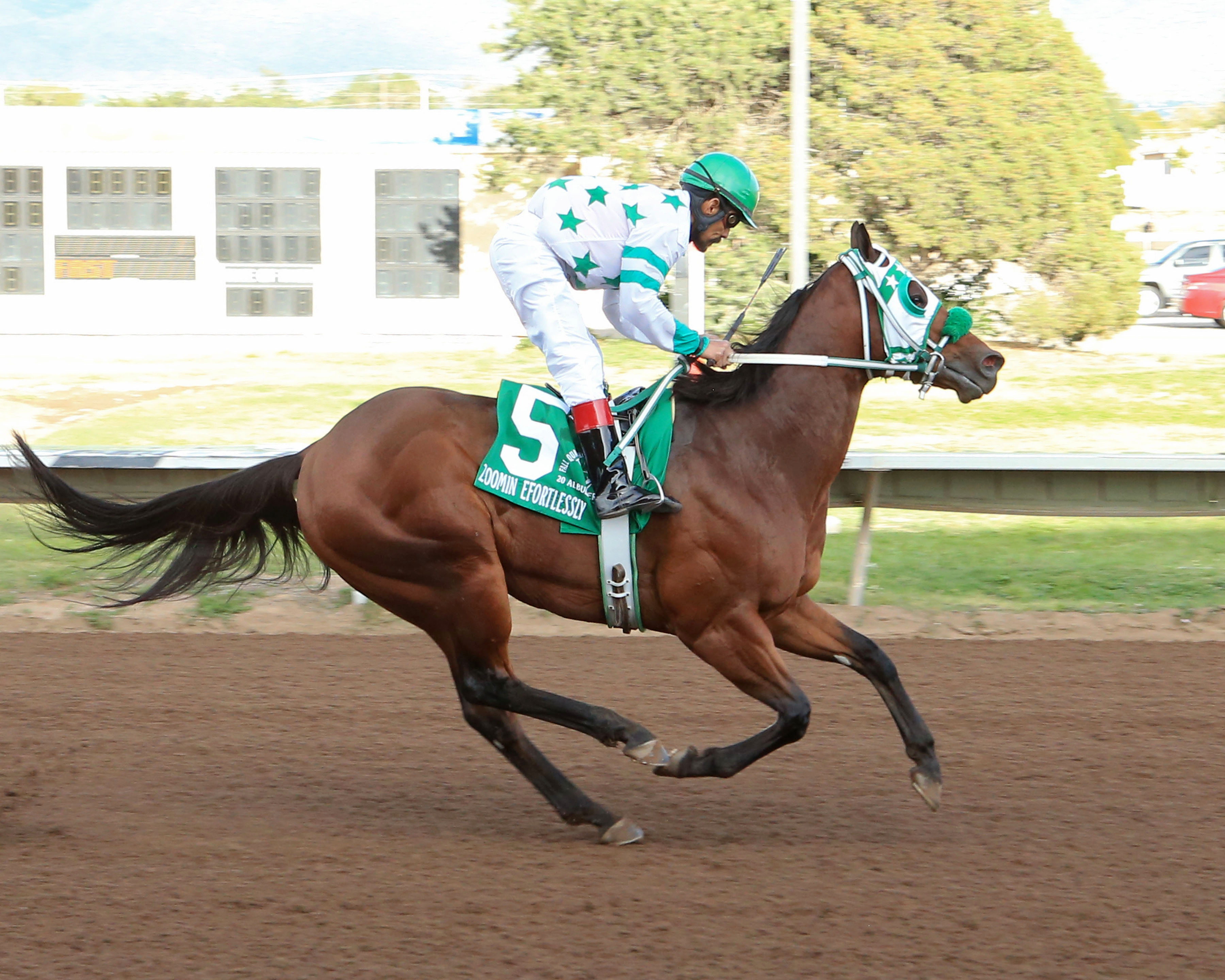 Zoomin Effortlessly wins the Downs at Albuquerque Fall Quarter Horse Championship