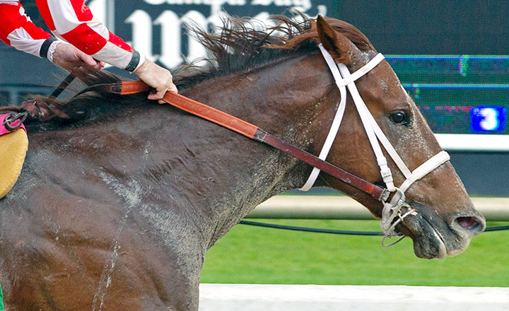 Zorb wins a February 2019 maiden race at Tampa Bay Downs