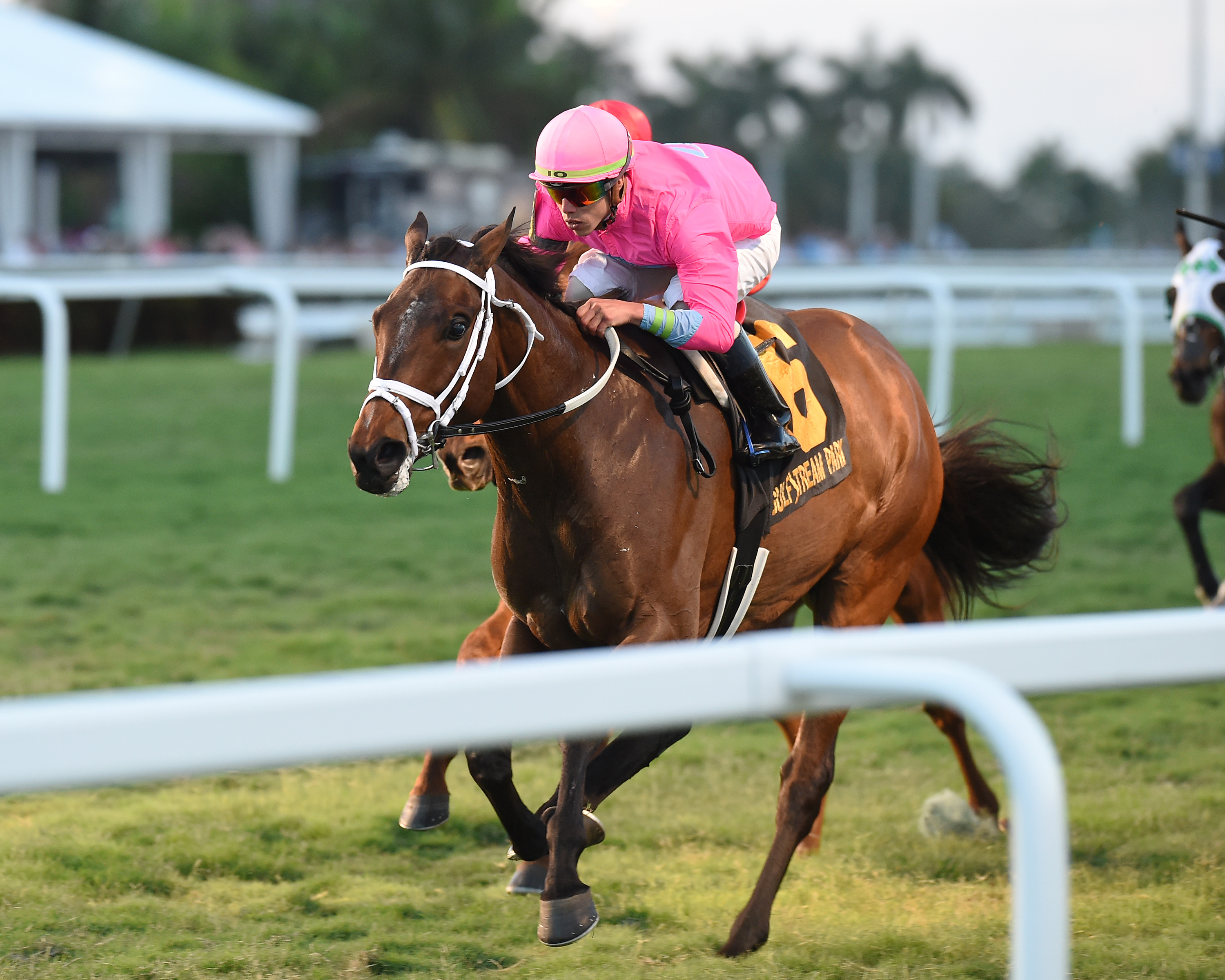 Zulu Alpha wins the 2019 Mac Diarmida Stakes