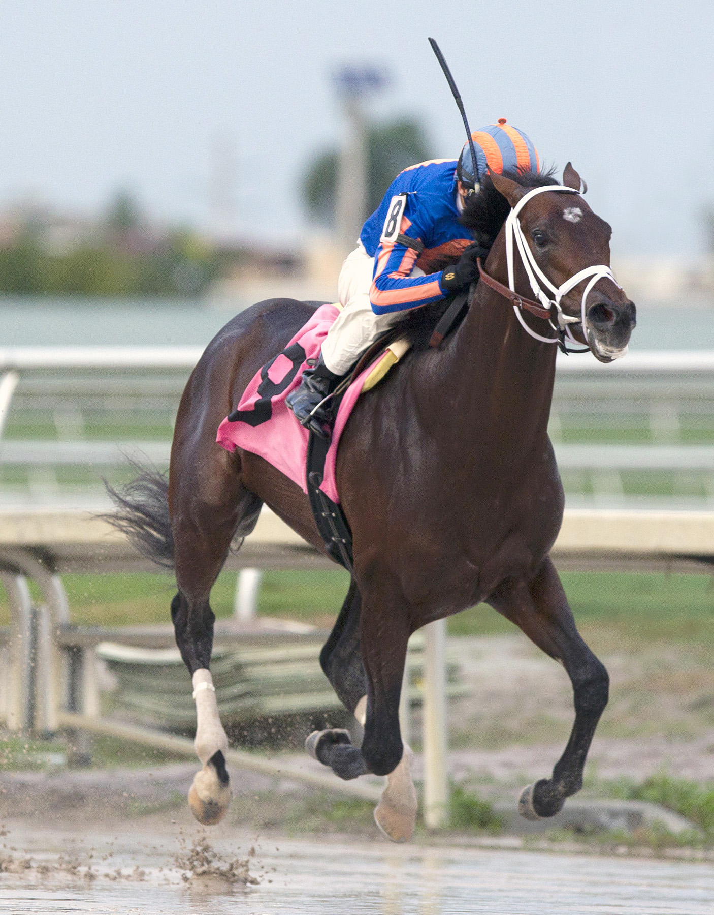 Zulu wins an optional claimer on Jan. 15