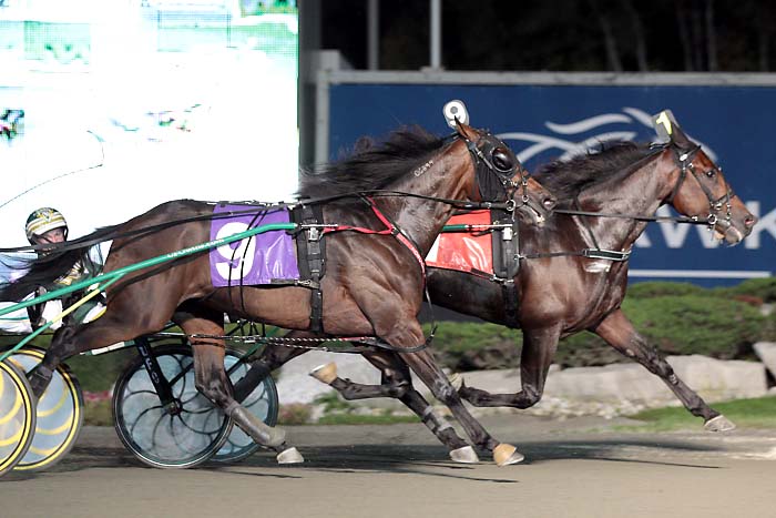 Little Brown Fox/Harness mohawk