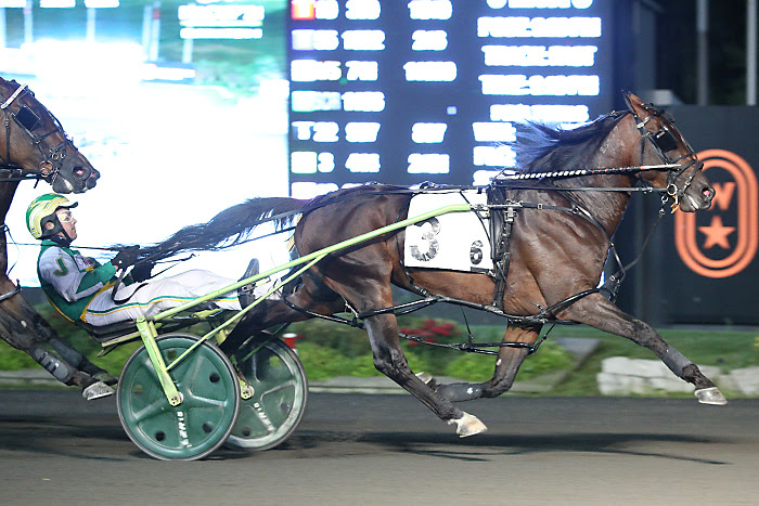 Bulldog Hanover
