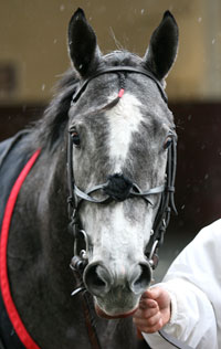 Achilles of Troy