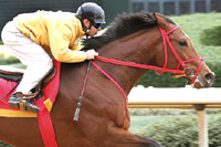 Afleet Alex
