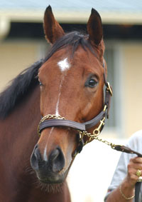 Afleet Alex