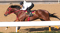 Afleet Alex