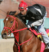 Afleet Alex
