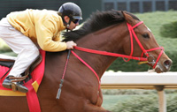 Afleet Alex