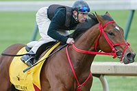 Afleet Alex