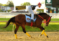 Afleet Alex