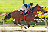 Afleet Alex