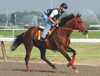 Afleet Alex
