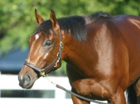 Afleet Alex