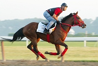 Afleet Alex