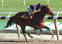Afleet Alex