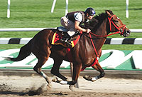 Afleet Alex