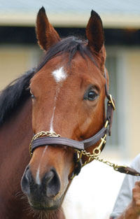 Afleet Alex