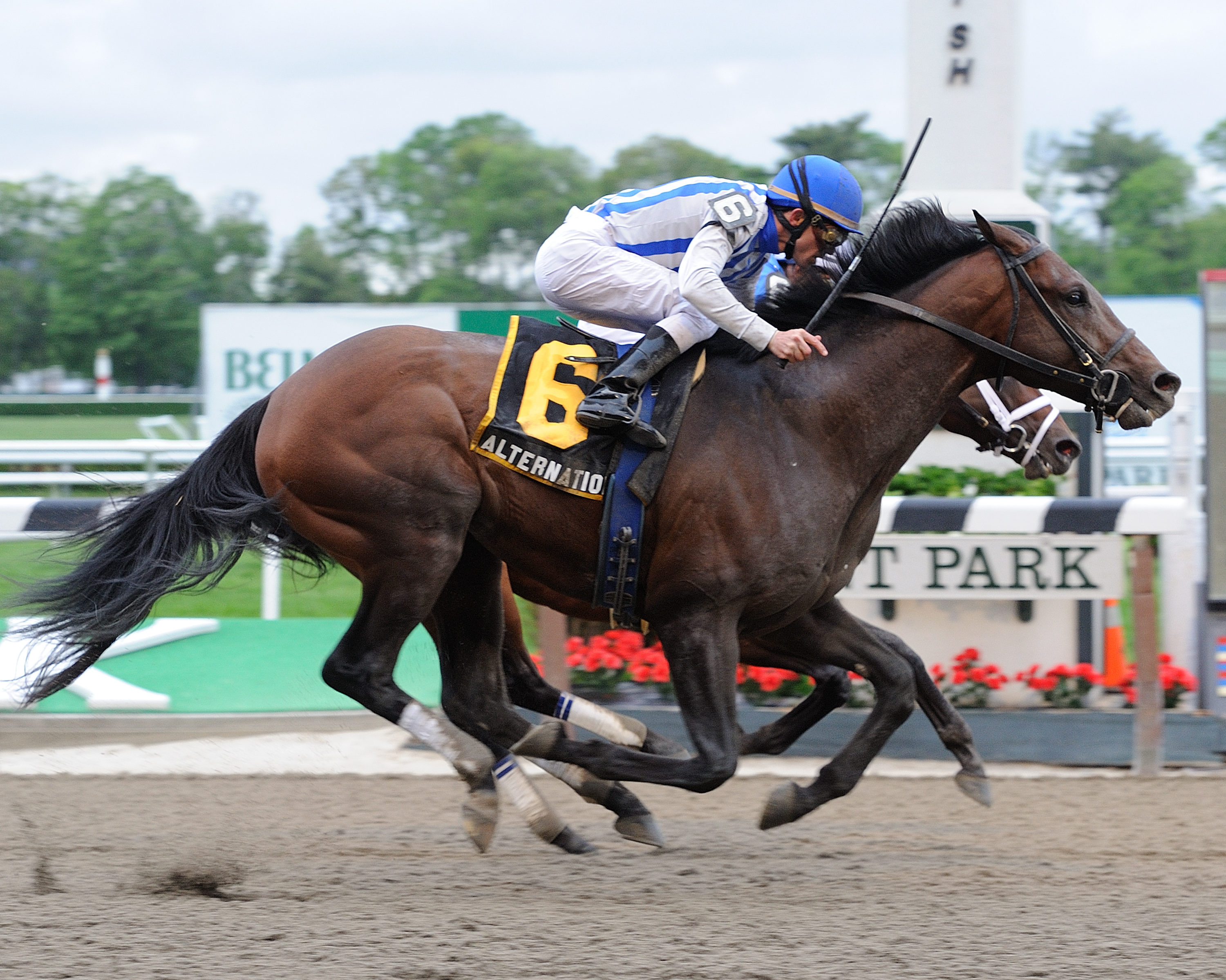 Belmont Park: Alternation will be considered for Belmont Stakes