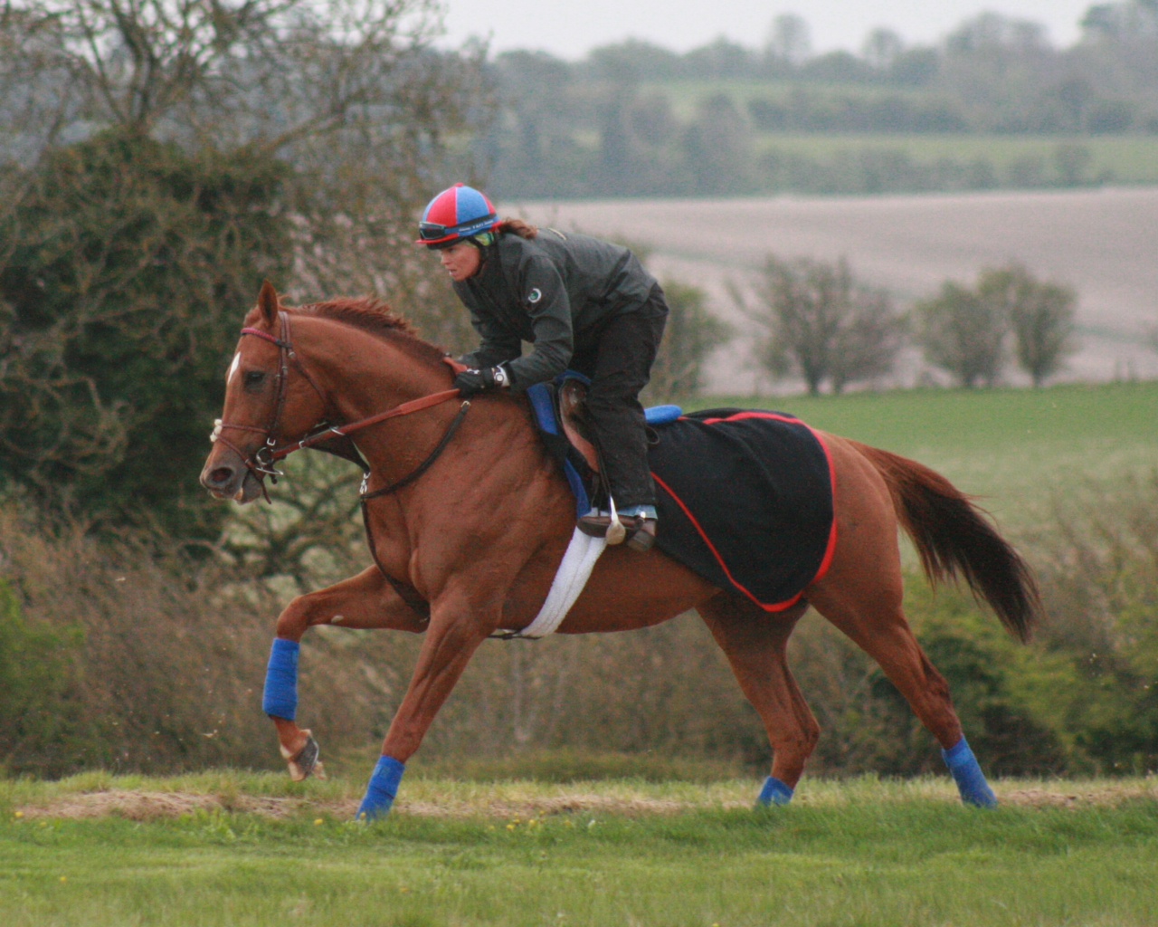 Animal Kingdom in Lambourn