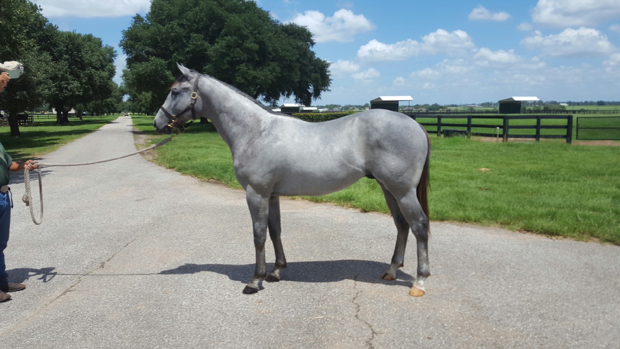 Too Much Bling colt