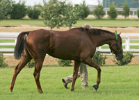 Azeri