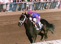 Bandini