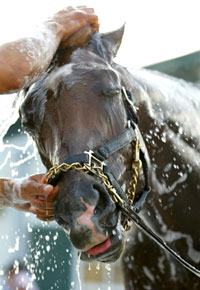 Barbaro