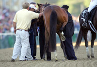 Barbaro