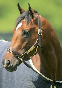 Barbaro