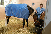 Barbaro post surgery