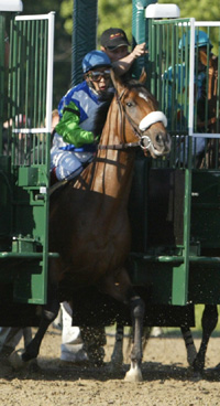 Barbaro