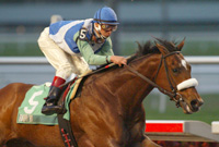 Barbaro
