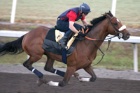 Barbaro