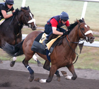 Barbaro