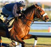 Barbaro