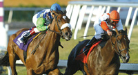 Barbaro & Sharp Humor