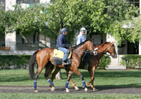 Barbaro