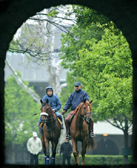 Barbaro