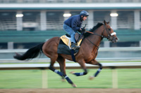 Barbaro