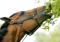 Barbaro