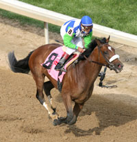 Barbaro