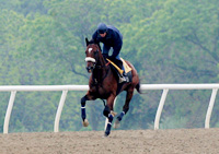 Barbaro
