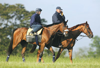 Barbaro