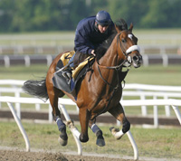 Barbaro