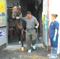 Barbaro